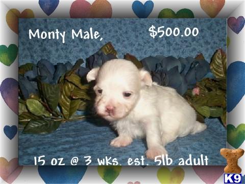 Maltese Puppies